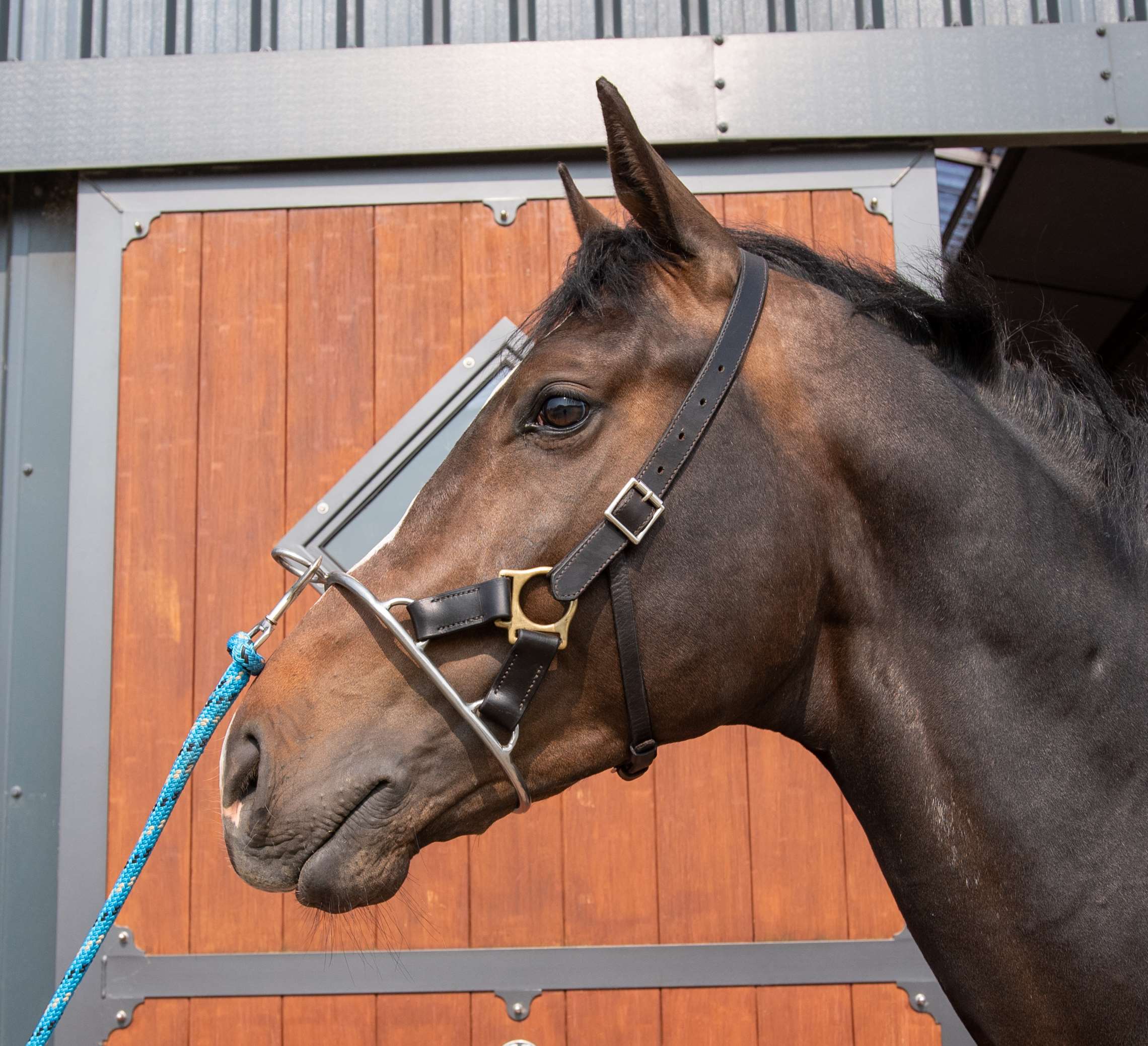 Stallion Nose Ring 